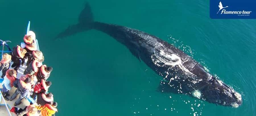 From Puerto Madryn: Full-Day Valdes Peninsula Tour - From Puerto Madryn to the Istmo Carlos Ameghino