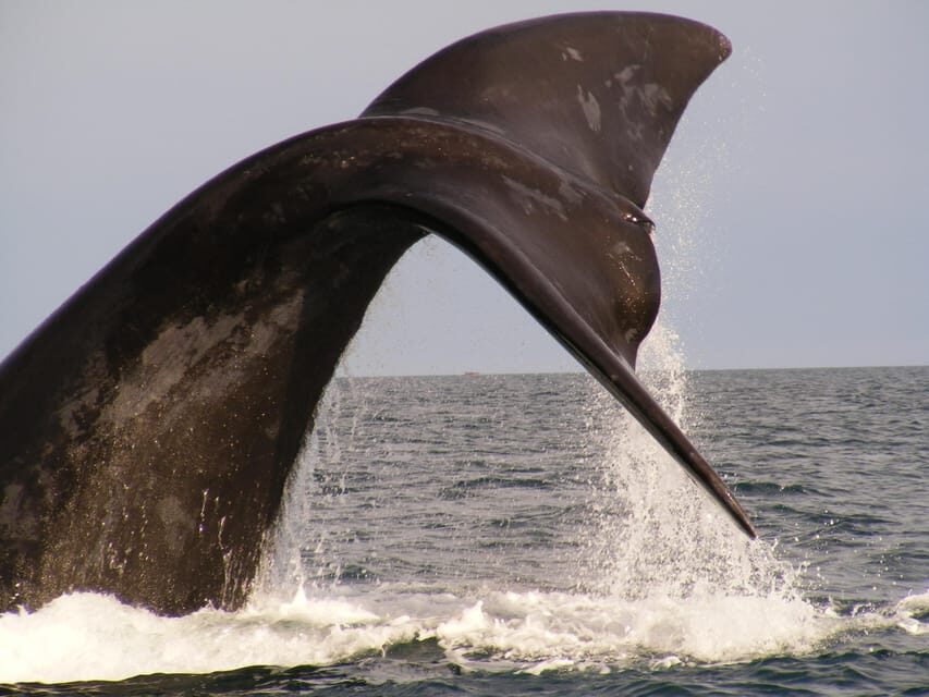 From Puerto Madryn: Full-Day Valdes Peninsula Tour - Punta Norte through Punta Pirámides: spotting colonies and seasonal winners