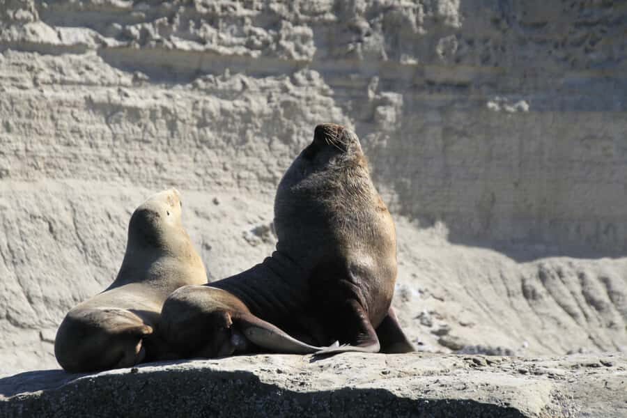From Puerto Madryn: Full-Day Valdes Peninsula Tour - Who this tour fits best