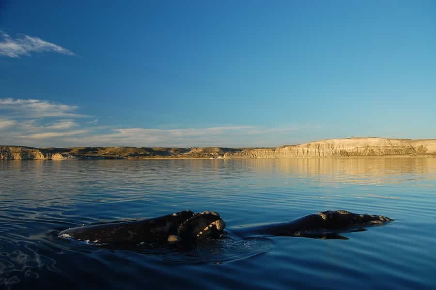 From Puerto Madryn: Full-Day Valdes Peninsula Tour - Punta Pirámides: your main base for whale-season choices