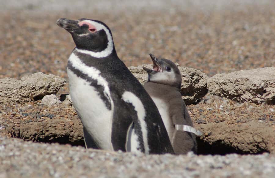From Puerto Madryn: Penguin Tour & Península Valdés Day Trip - Península Valdés: UNESCO wildlife, without the theme-park feeling
