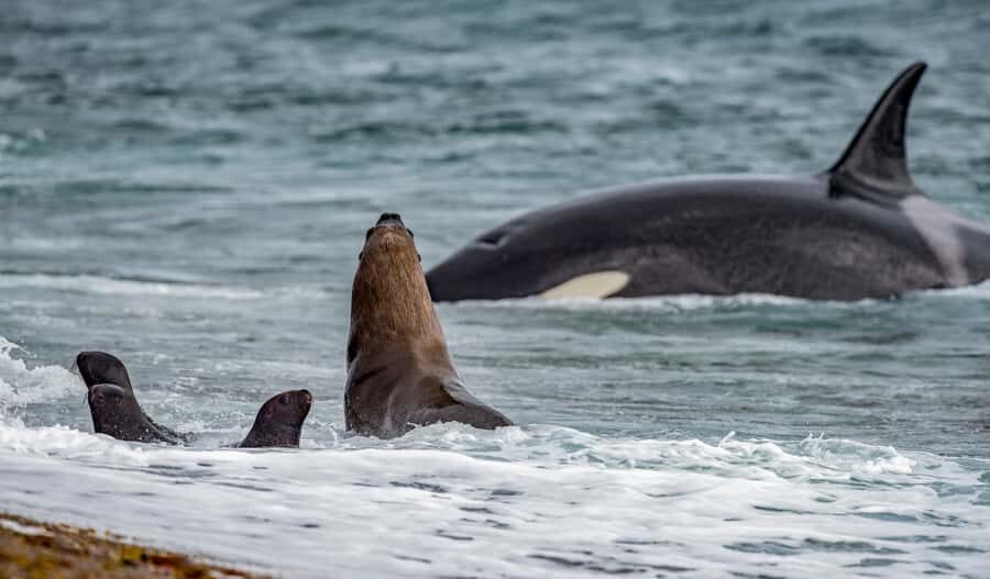 From Puerto Madryn: Penguin Tour & Península Valdés Day Trip - The drive to Puerto Pirámides: quick views, optional whales