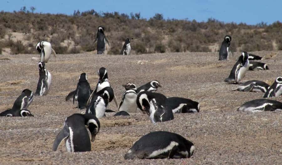From Puerto Madryn: Penguin Tour & Península Valdés Day Trip - Estancia San Lorenzo: your main penguin moment