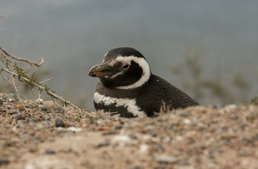 From Puerto Madryn: Penguin Tour & Península Valdés Day Trip - Punta Norte Reserve: sea lions, elephant seals, and the seasonal wild card