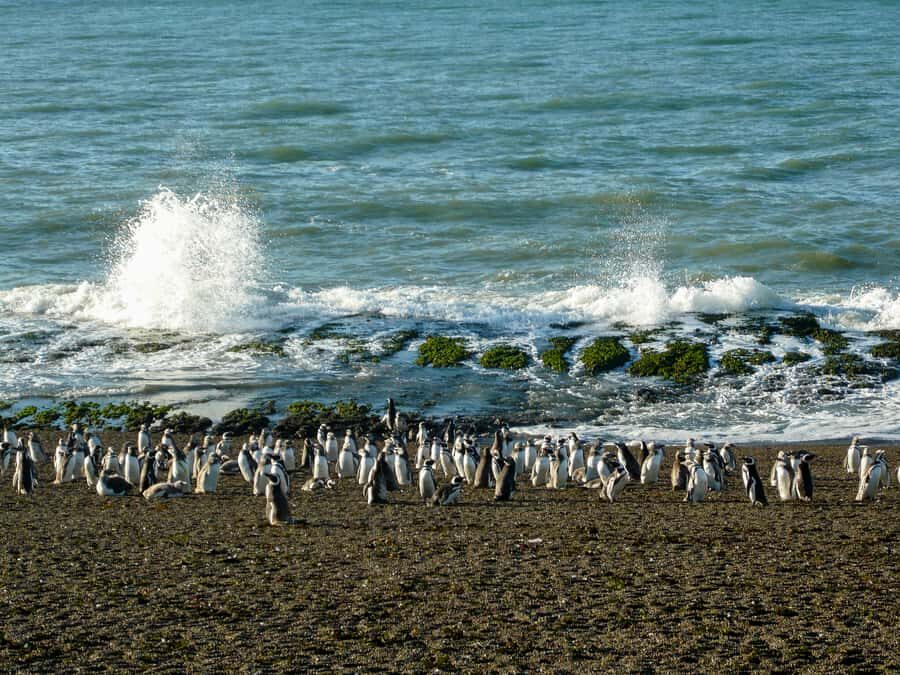 From Puerto Madryn: Penguin Tour & Península Valdés Day Trip - The land wildlife bonus: guanacos and friends