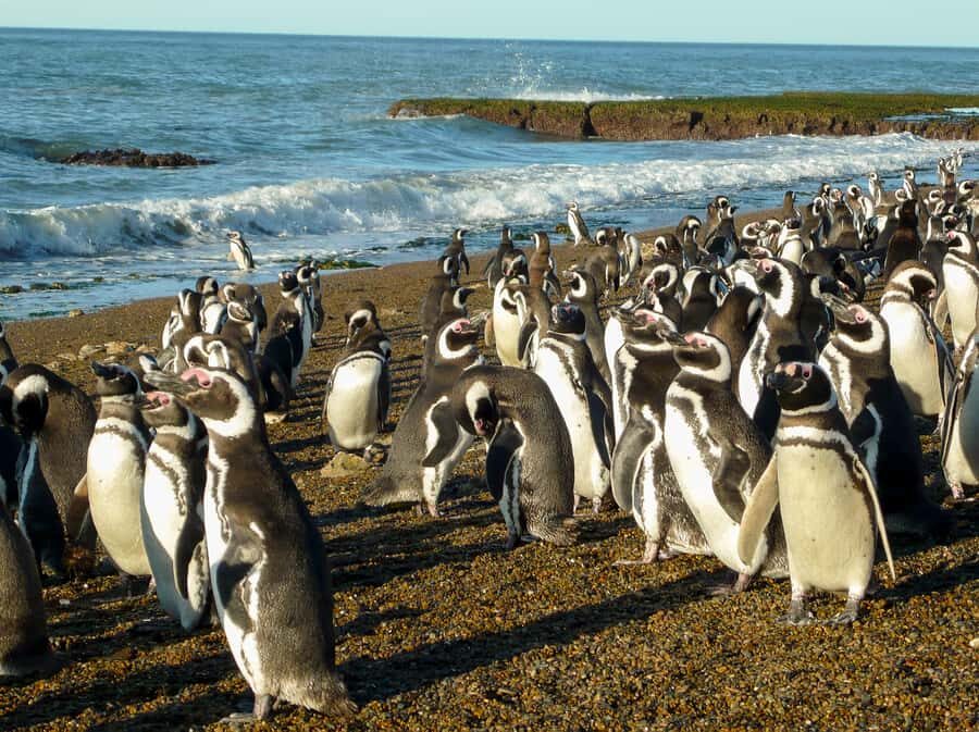 From Puerto Madryn: Penguin Tour & Península Valdés Day Trip - Carlos Ameghino Interpretation Center: make sense of what you saw