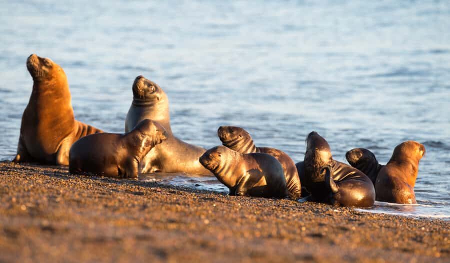 From Puerto Madryn: Penguin Tour & Península Valdés Day Trip - The guides: the difference between seeing and understanding