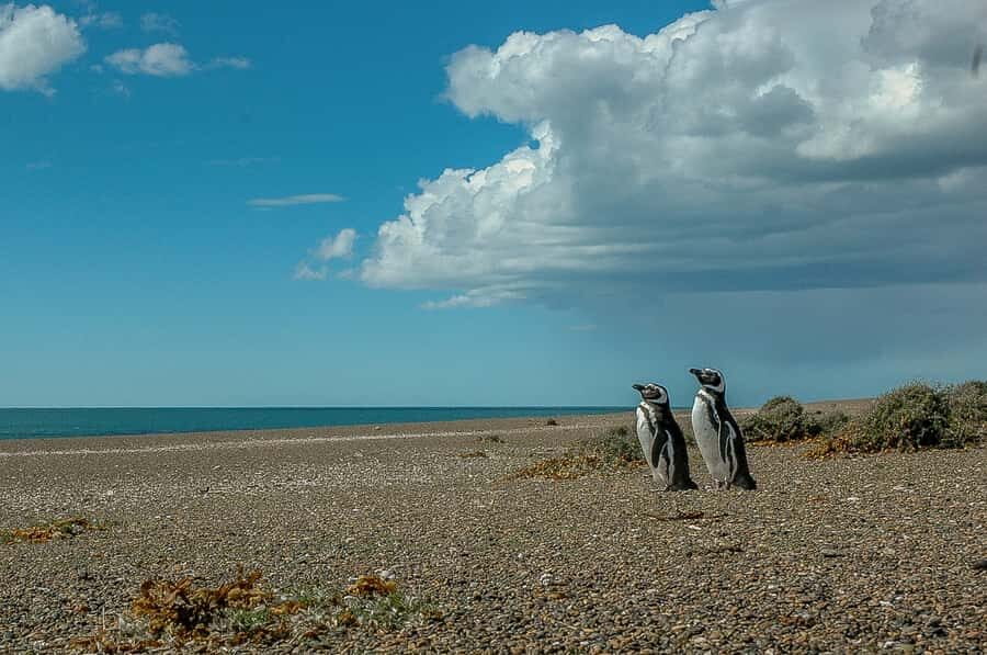 From Puerto Madryn: Penguin Tour & Península Valdés Day Trip - Morning pickup from Puerto Madryn (and why it matters)