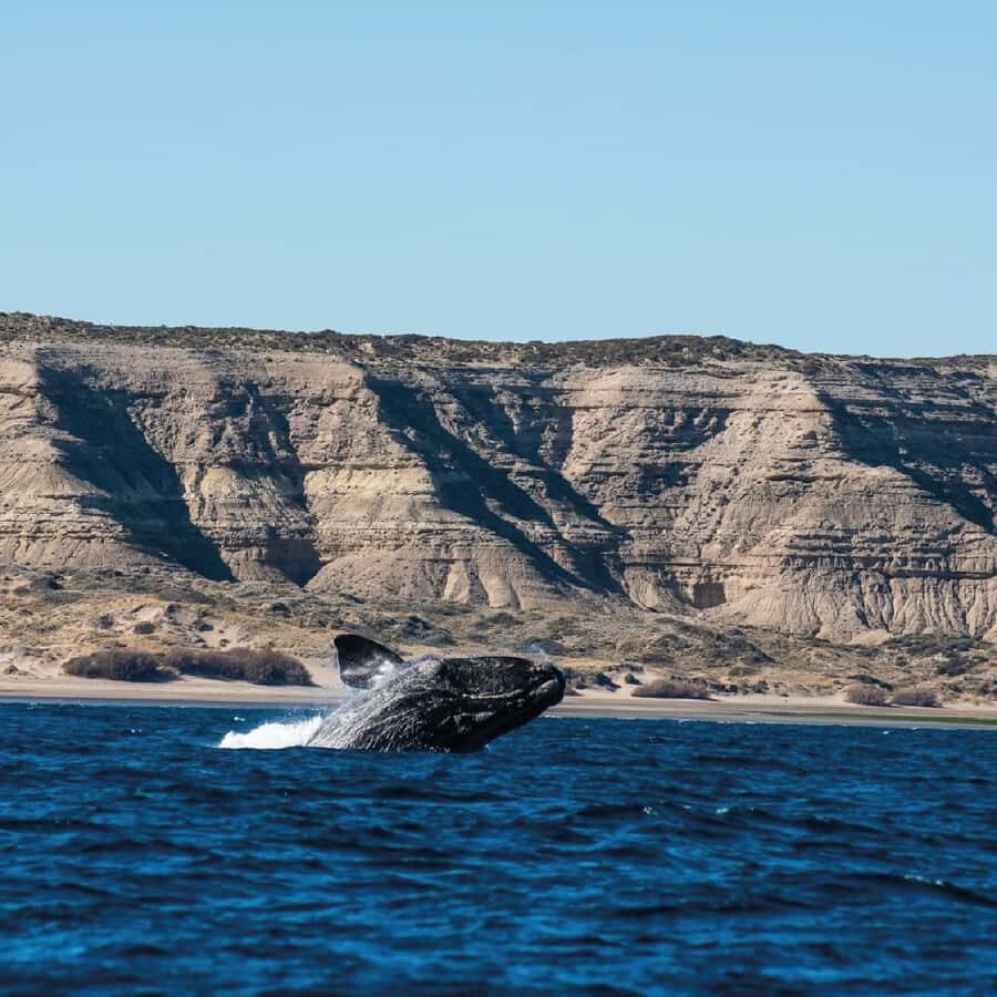 From Puerto Madryn: Peninsula Valdés Shore Excursion - Key things I’d circle before you book