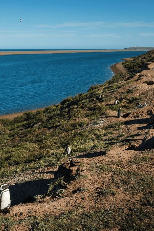 From Puerto Madryn: Peninsula Valdés Shore Excursion - Punta Delgada lighthouse fallback: when the plan adapts