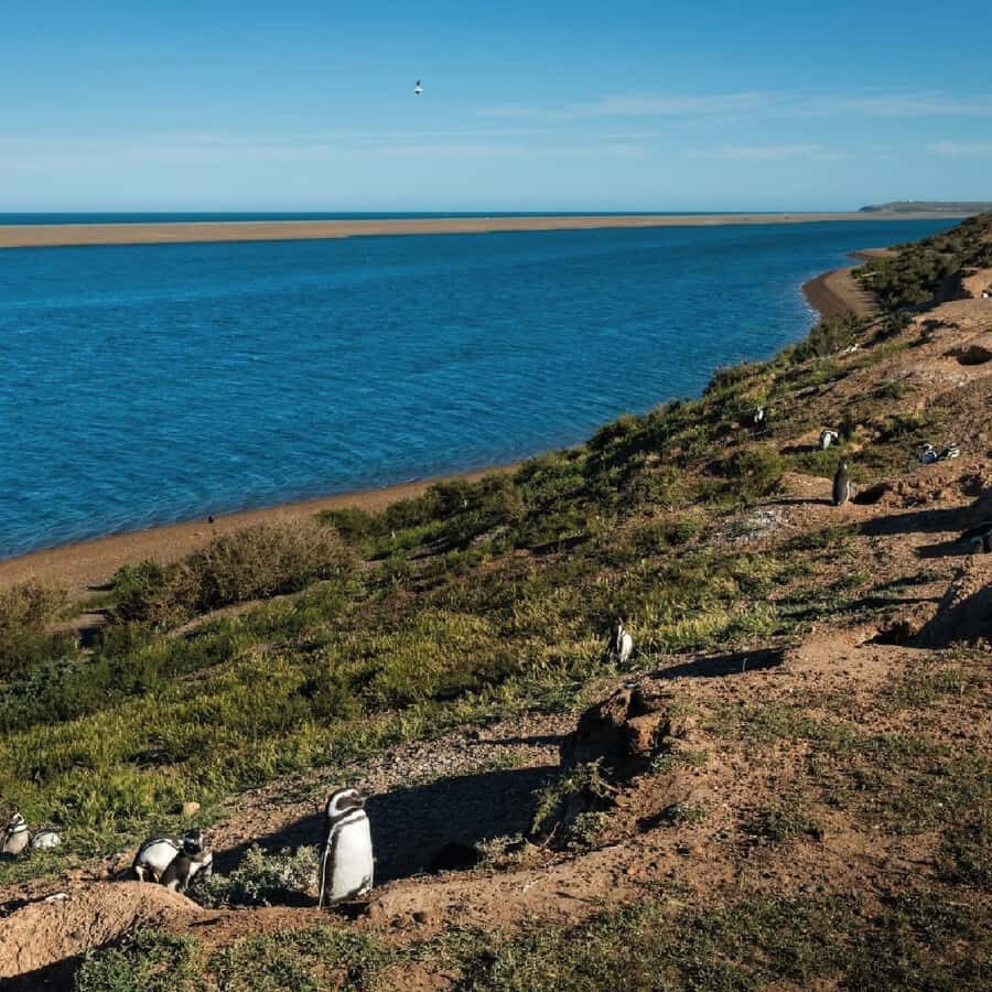 From Puerto Madryn: Peninsula Valdés Shore Excursion - The Istmo Carlos Ameghino Interpretation Center: your fast primer