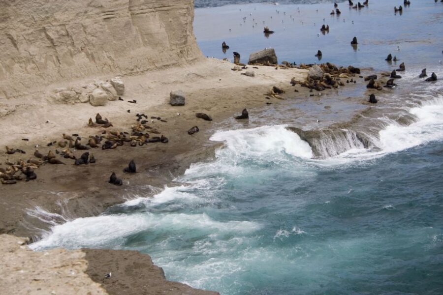 From Puerto Madryn: Valdes Peninsula Full-Day Tour - Caleta Valdes, Punta Norte, and Punta Cantor: where the animals are