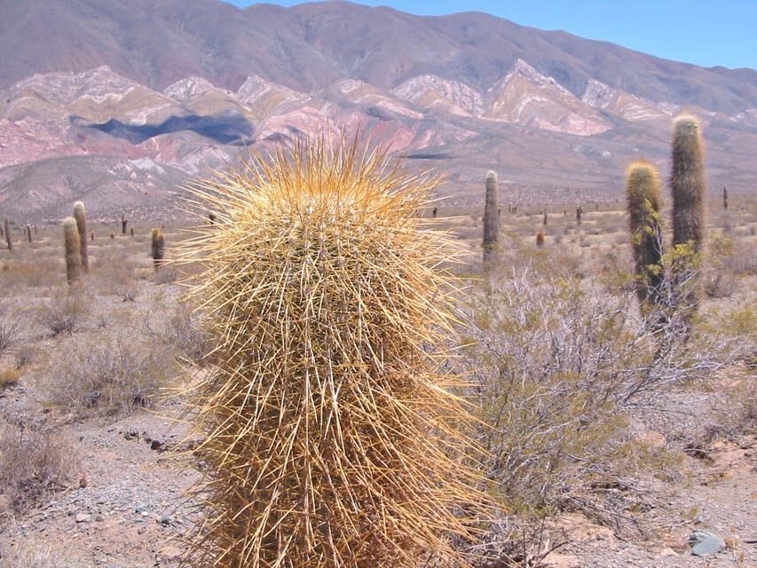 From Salta: 3-Day Cafayate, Cachi, and Humahuaca Guided Trip - Day 1: Quebrada de las Conchas and the Calchaquies Valley winery