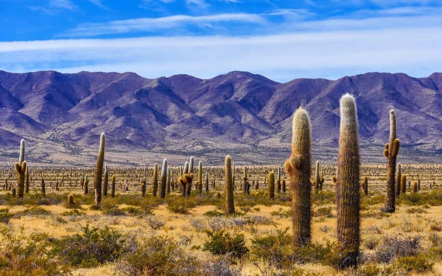 From Salta: Cafayate, Humahuaca, Cachi, & Salinas Grandes - Key things that make this Salta combo work