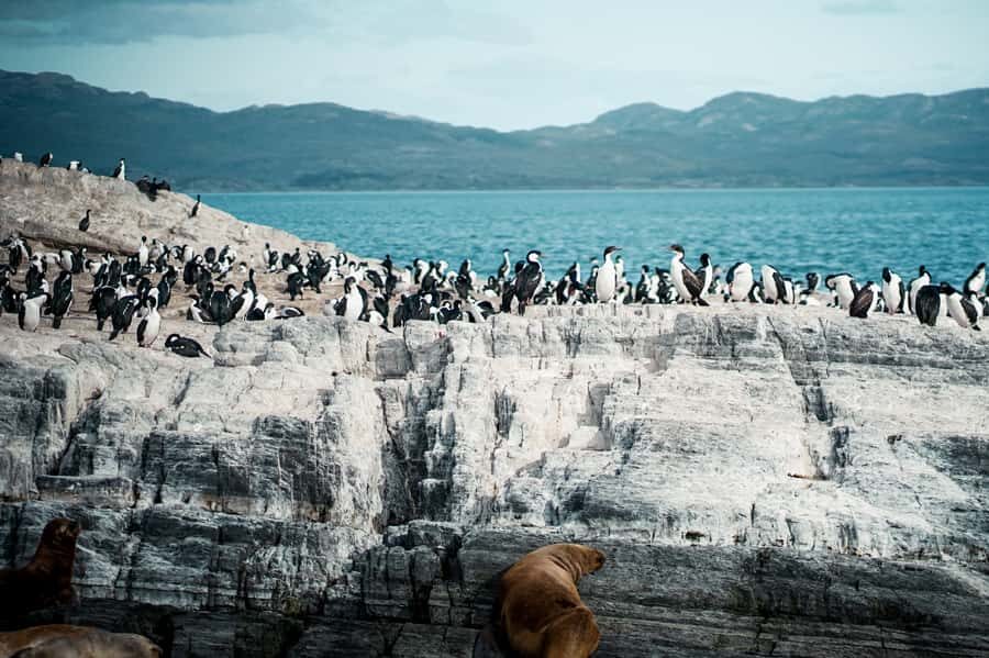 From Ushuaia: Beagle Channel Catamaran Tour - Island of the Birds: your best chance for albatross and skuas