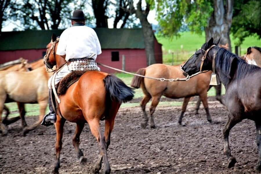 Full-Day at Santa Susana Ranch with BBQ, Drinks and Show - Who will love this estancia day trip the most