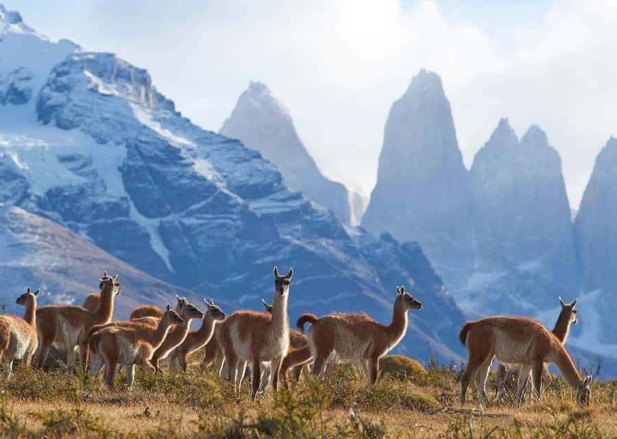 Full-Day Torres del Paine National Park from El Calafate - First stops before Paine: Cancha Carrera, Cerro Castillo, and Grey Glacier