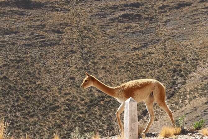 Full-Day Tour to Salinas Grandes and Purmamarca From Salta - Guides and language: why your experience could feel different from someone else’s