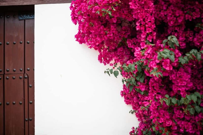 Guided tour in Spanish to the courtyards of Córdoba - Córdoba Courtyards in Sept–Dec: Why These Months Matter