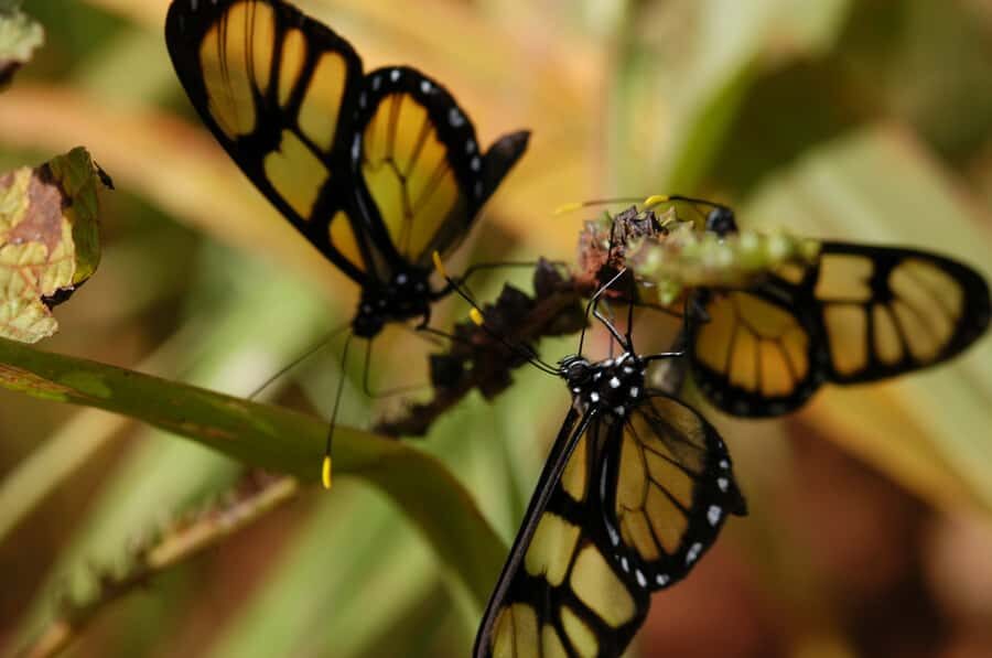 Half-Day Iguazú Forest Adventure - Half-Day in the Selva Misionera: the vibe you’re booking