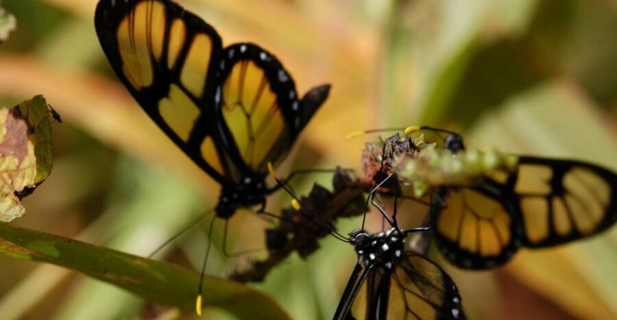Half-Day Iguazú Forest Adventure - Price and value at $122: what you’re paying for