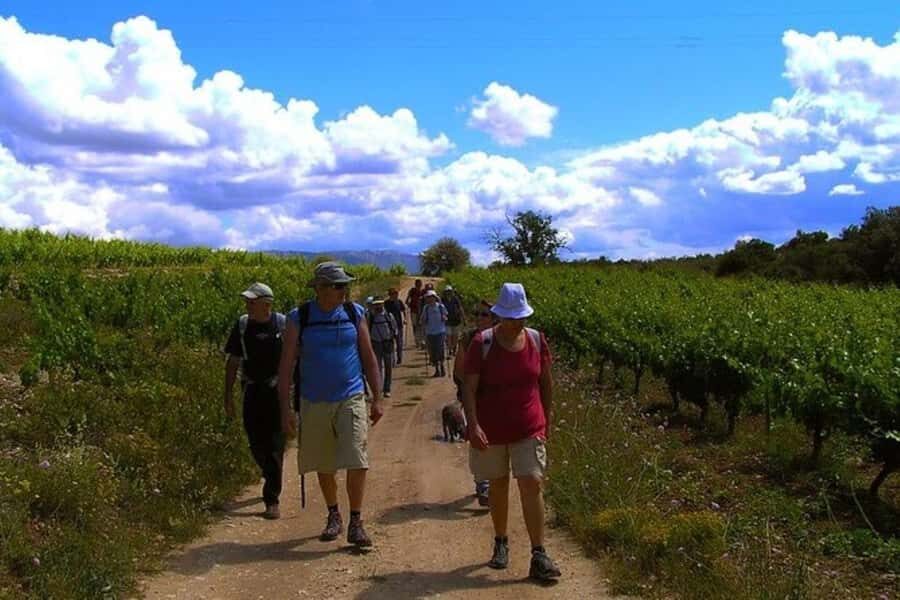 Half Day Tour of Wineries and Olive Oil from Mendoza - Hotel Pickup to Maipú: The Comfortable Start