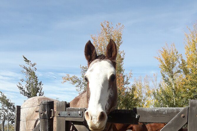 Horseback riding and barbecue in a private ranch - La Carrera, Mendoza - Should you book this private ranch ride and barbecue?