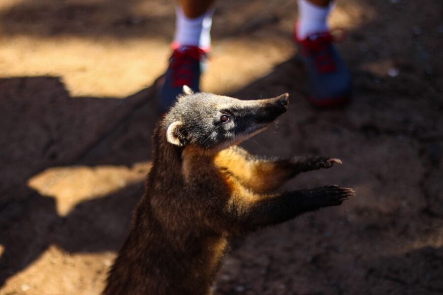 Iguazu Falls Private Day Trip from Buenos Aires - Iguazu from Buenos Aires: what makes this trip work