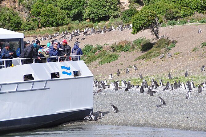 Martillo Island: Boat Trip to the Penguin Colony & Beagle Channel - Key Points I’d Use to Decide
