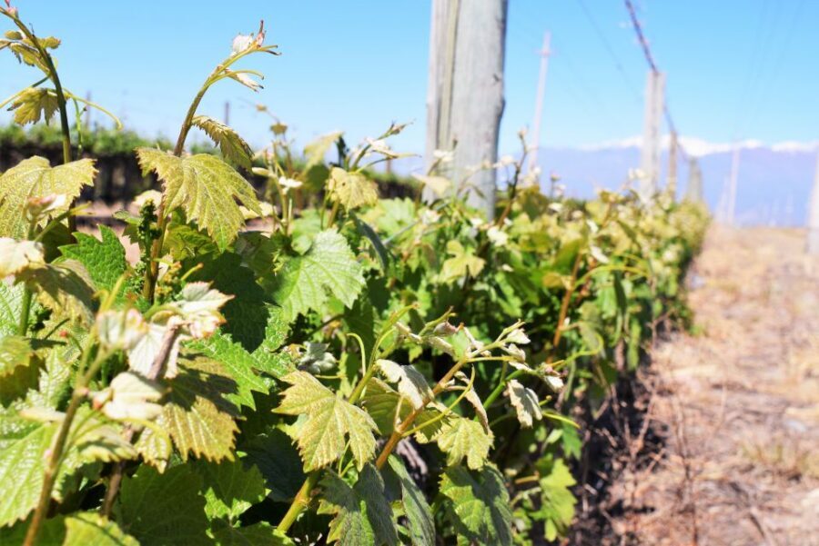Mendoza: Half-Day Wine Tour with Tastings - Maipú’s guided hour: why the middle stop helps