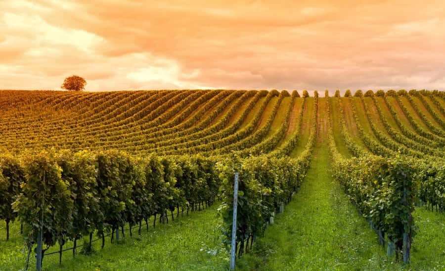 Mendoza: Small-Group Wineries Tour with Tasting and Lunch - Mendoza Winery Touring, But Actually With Context