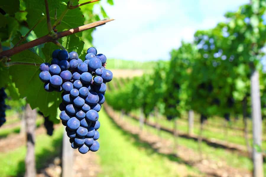 Mendoza: Small-Group Wineries Tour with Tasting and Lunch - Two Wineries, One Story: How the Stops Fit Together