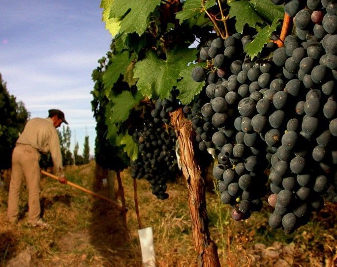 Mendoza: Small-Group Wineries Tour with Tasting and Lunch - What to Bring (and What to Leave Behind)