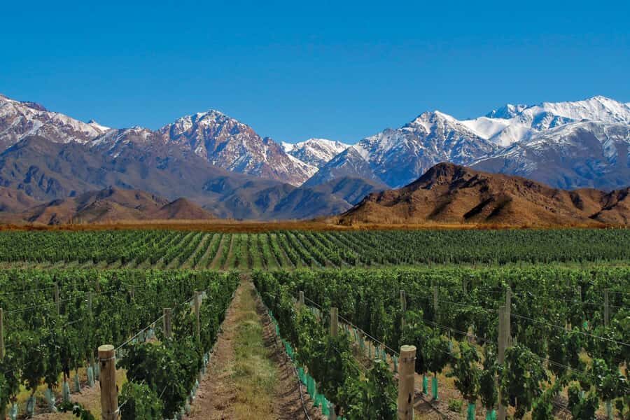 Mendoza: Small-Group Wineries Tour with Tasting and Lunch - Price and Value: What You’re Really Paying For