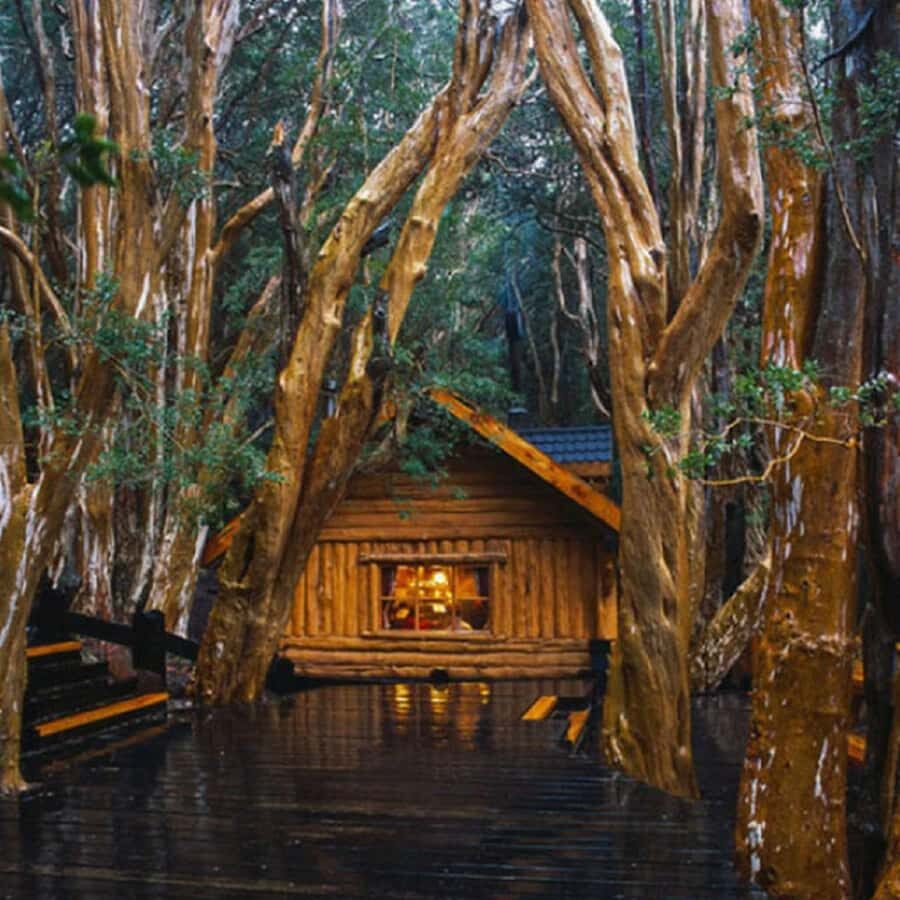 Navigation through Isla Victoria and Bosque de Arrayanes - Parque Nacional Los Arrayanes: walking among cinnamon-bark trees