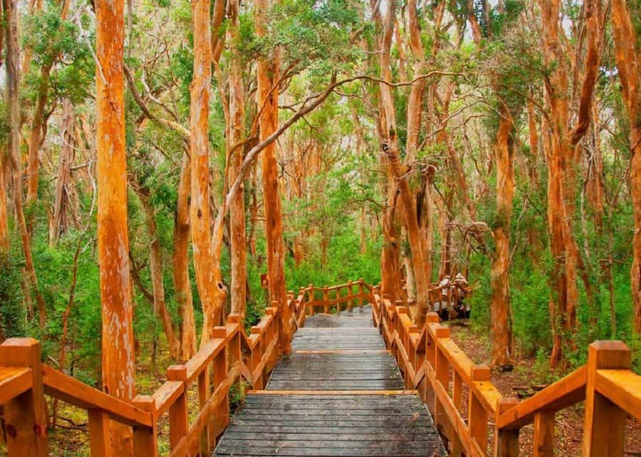 Navigation through Isla Victoria and Bosque de Arrayanes - Should you book Navigation through Isla Victoria and Bosque de Arrayanes?
