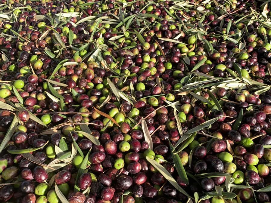 Olive Oil Factory + Wineries + Full Asado Lunch (Full Day) - CarinaE S.A.: a wine cellar tasting with the guide doing the heavy lifting