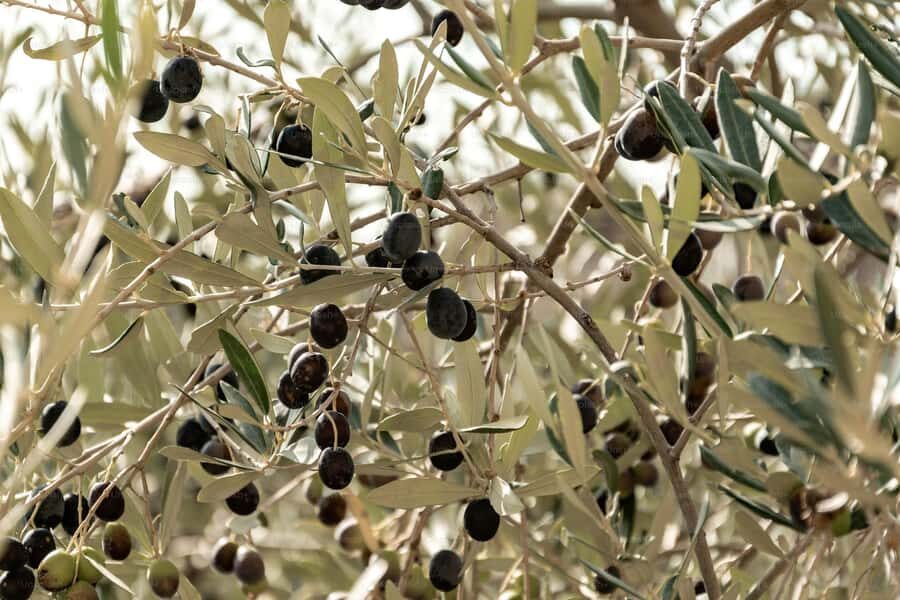 Olive Oil Factory + Wineries + Full Asado Lunch (Full Day) - Price and value: what $212 buys you in Mendoza