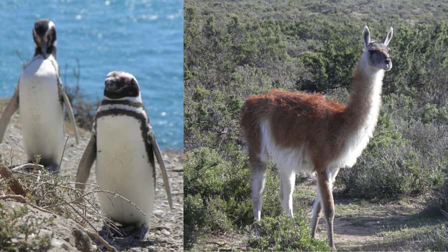 Peninsula Valdes: Shore excursion for cruise passengers - What to bring and what to avoid (so you don’t lose time)