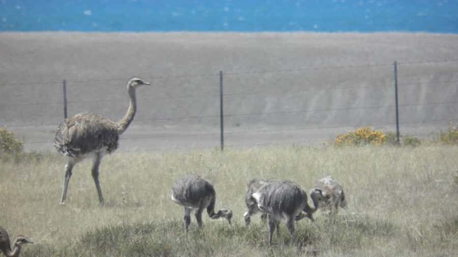 Peninsula Valdes: Shore excursion for cruise passengers - The tour style: bilingual guidance and a sense of pacing