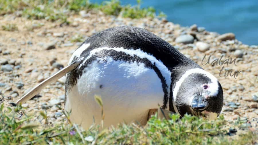Peninsula Valdes: Shore excursion for cruise passengers - Who should book this Peninsula Valdés cruise excursion?