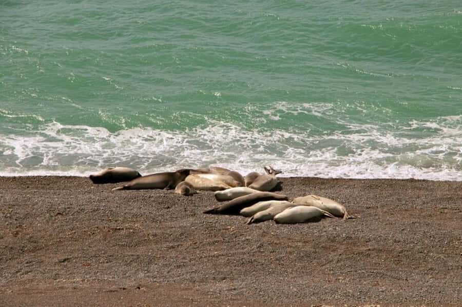 Peninsula Valdes Shore Tour for Cruise Passengers + City - Key Things to Know Before You Go