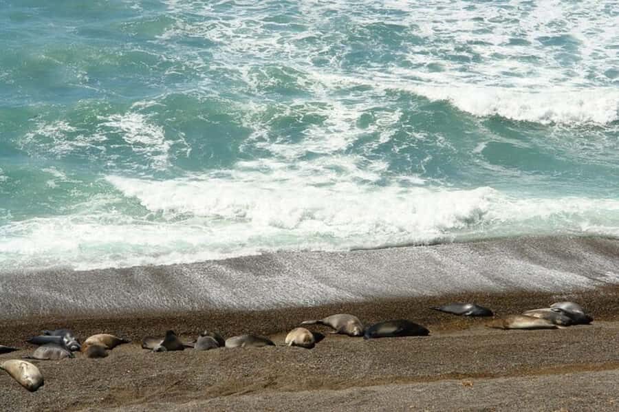 Peninsula Valdes Shore Tour for Cruise Passengers + City - Caleta Valdés: Your Block for Southern Elephant Seals