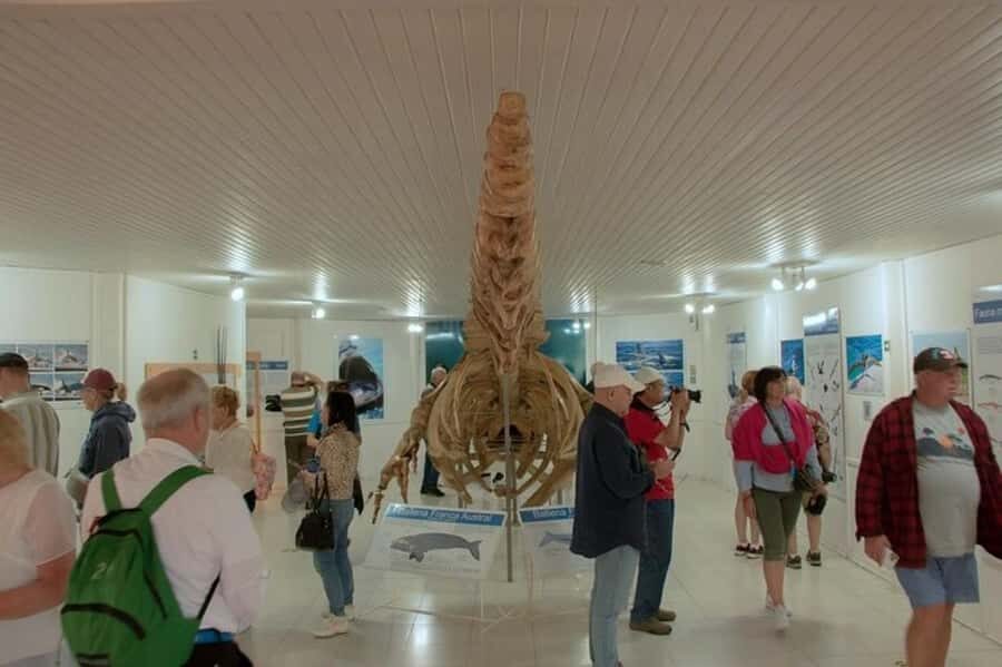Peninsula Valdes Shore Tour for Cruise Passengers + City - The Optional Puerto Madryn City Tour If Time Allows