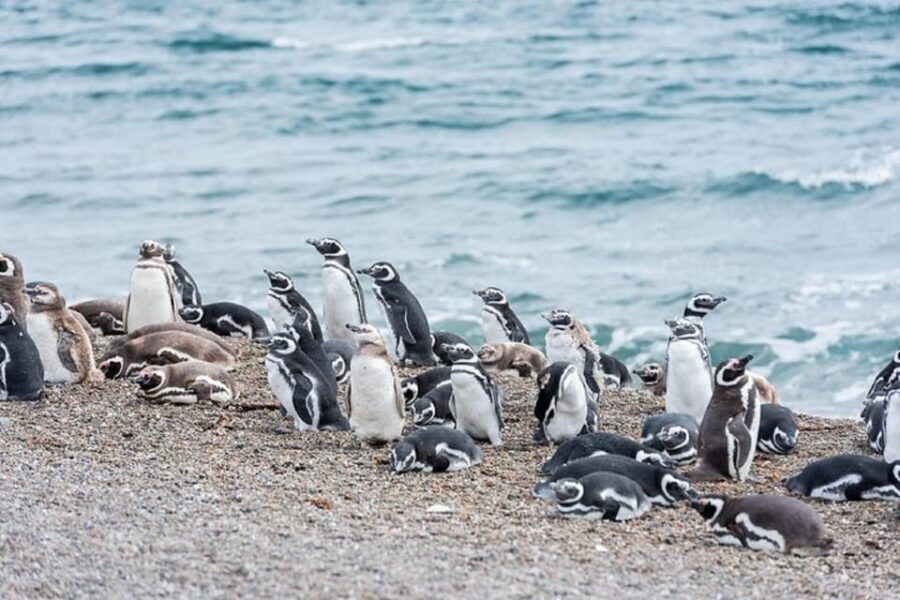 Península Valdés with Estancia San Lorenzo (Full Day) - Punta Norte: a breeding colony stop with occasional orcas