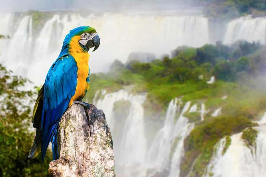 Puerto Iguazú: Tour to Brazilian Iguazú Falls with Bird Park - Language and guiding: English and Spanish support