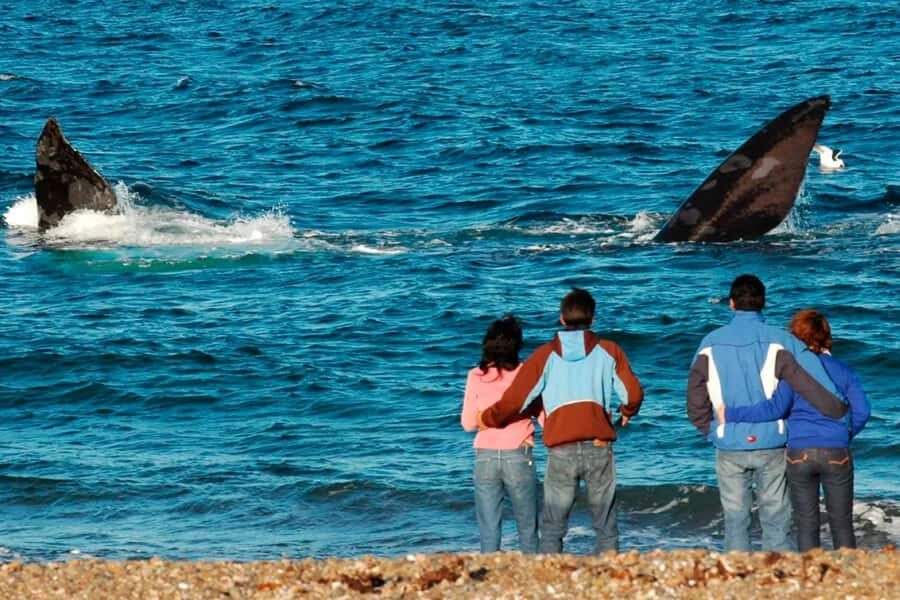 Puerto Madryn: El Doradillo Whale Watching Half-Day Tour - Key Things You’ll Notice