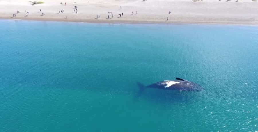 Puerto Madryn: El Doradillo Whale Watching Half-Day Tour - El Doradillo Whale Watching: Shore Views That Actually Feel Close