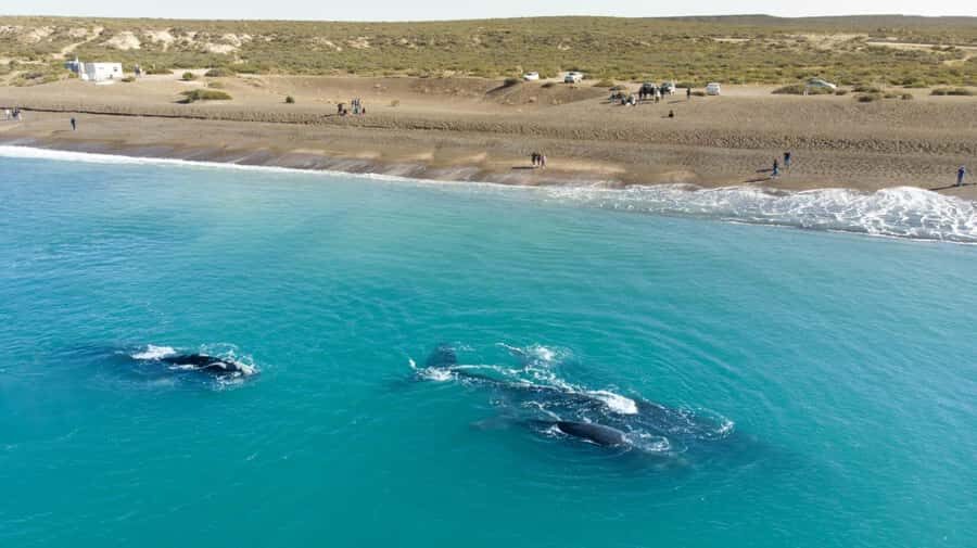 Puerto Madryn: El Doradillo Whale Watching Half-Day Tour - Punta Flecha: Elevated Watching and a Clear Whale-Spotting Rhythm
