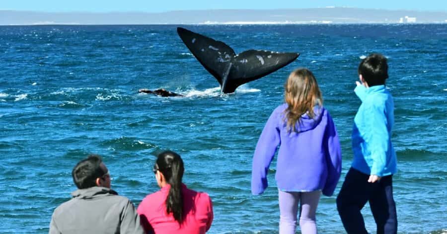 Puerto Madryn: El Doradillo Whale Watching Half-Day Tour - Getting There From Puerto Madryn Without Losing Whale Time
